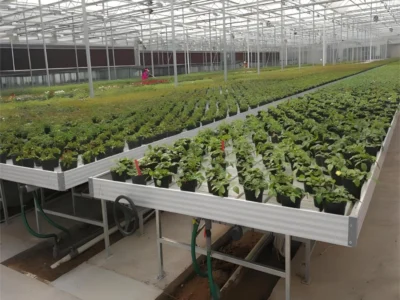 hydroponic growing system