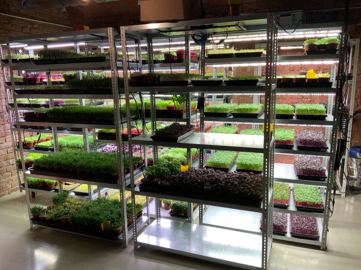 Hydroponic Seeding Cell Tray