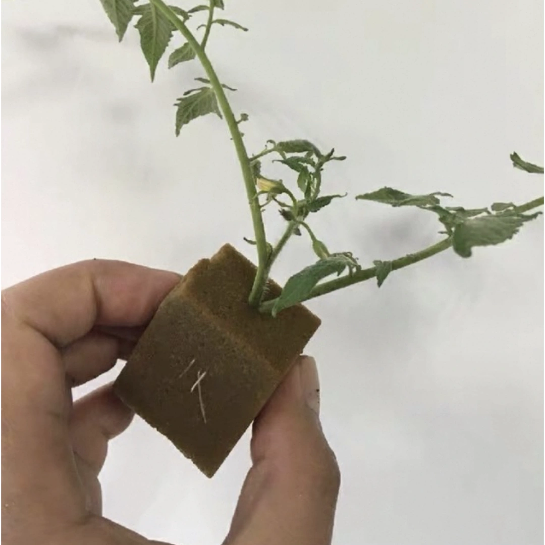 Hydroponic Nursery Cube