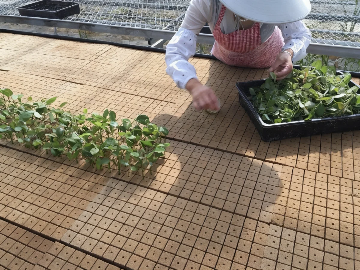 Hydroponic Nursery Cube