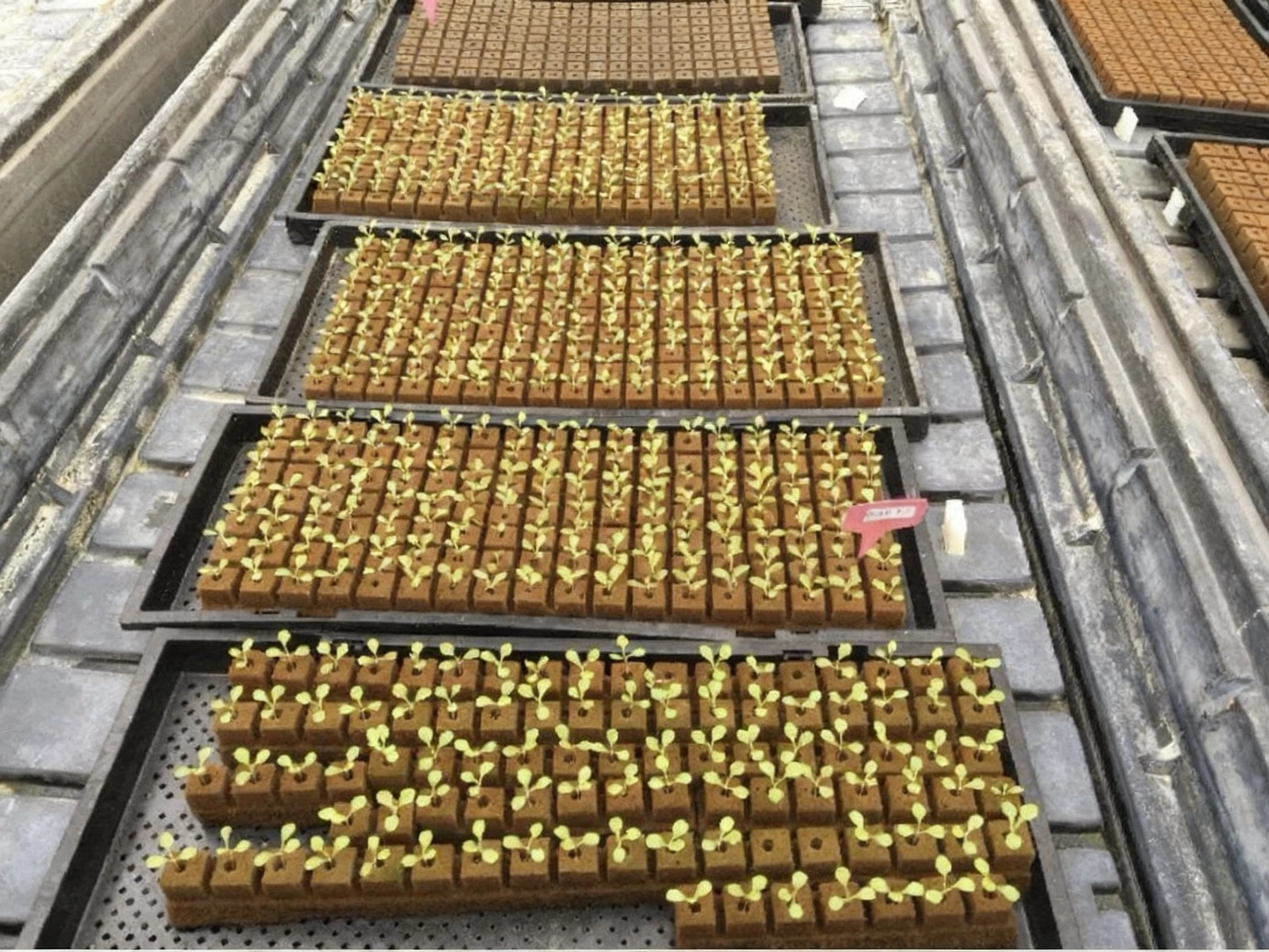 Hydroponic Nursery Cube