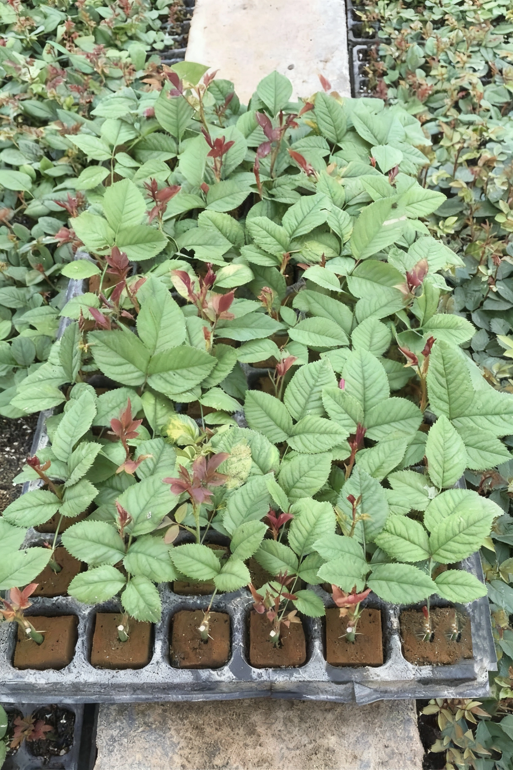 Hydroponic Nursery Cube