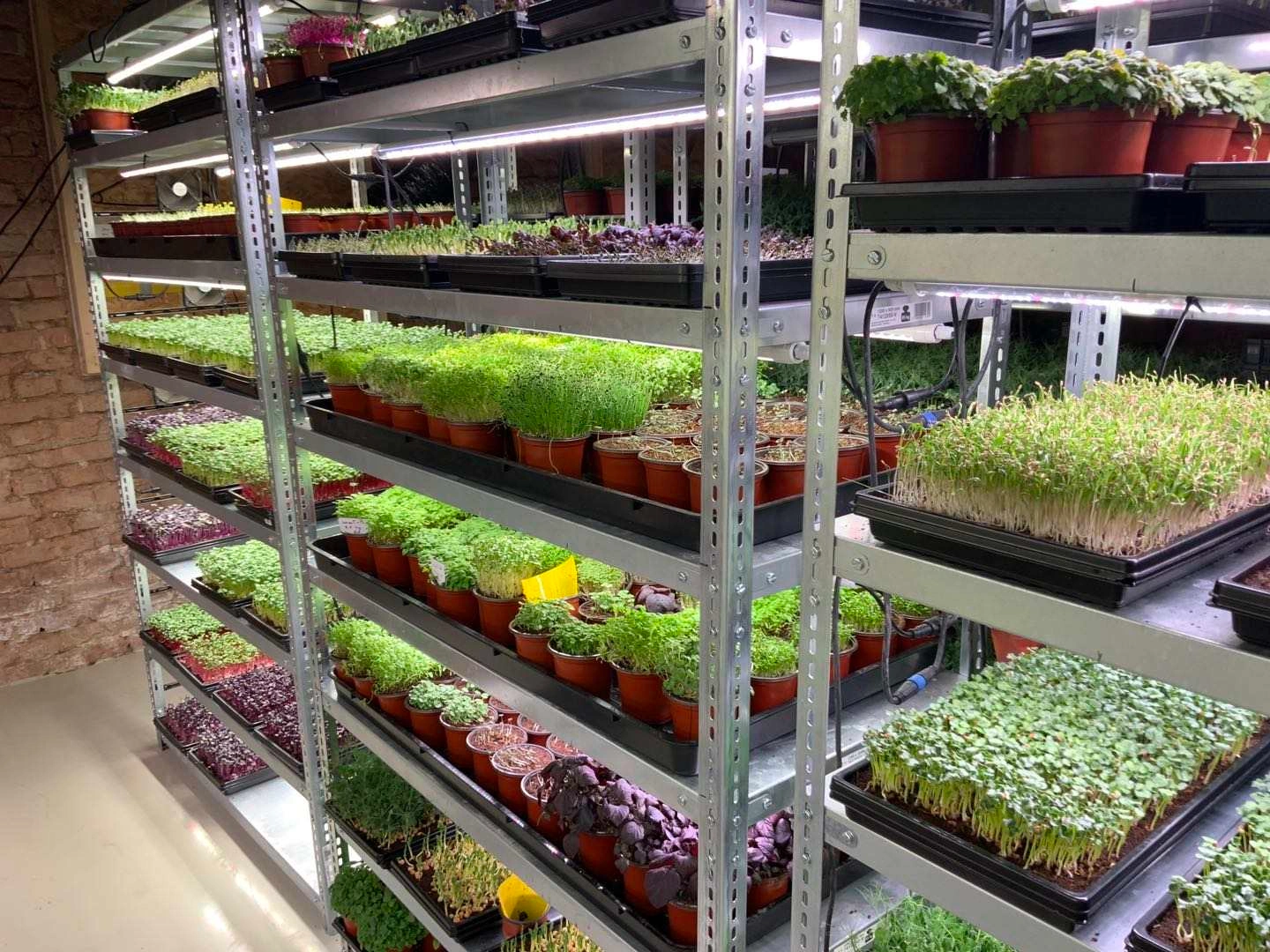 Hydroponic Seeding Cell Tray