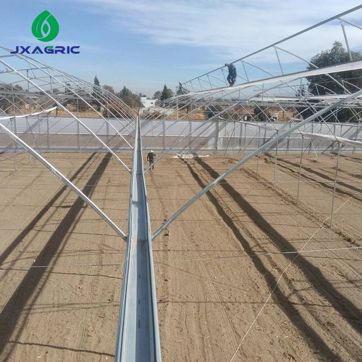 multi-span greenhouse