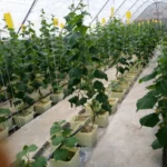 Dutch Bucket Hydroponics System
