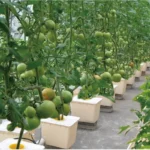 Dutch Bucket Hydroponics System