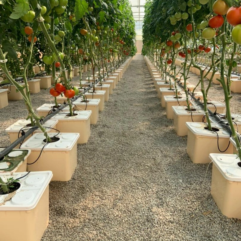  Substrate Cultivation Technology