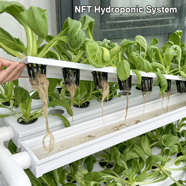 Household hydroponic culture