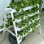 Household hydroponic culture