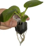 hydroponic growing sponge