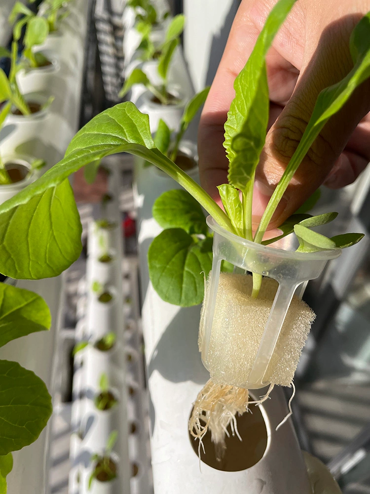 hydroponic growing sponge