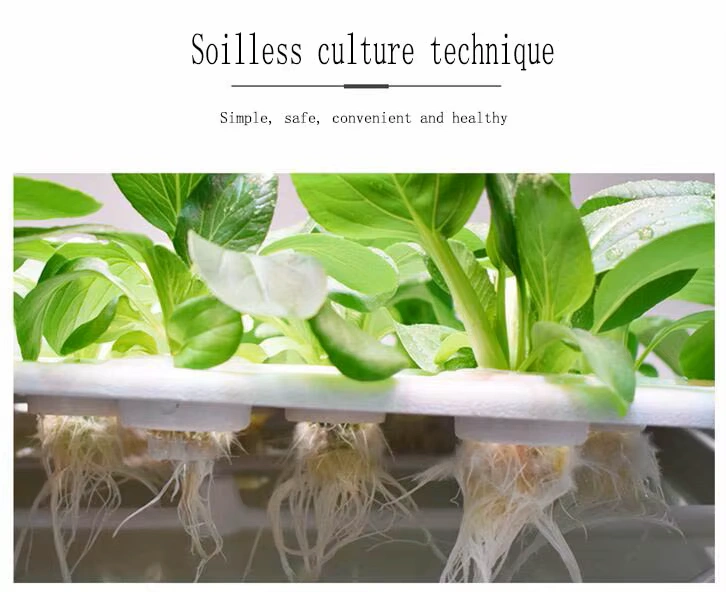 hydroponic plant system