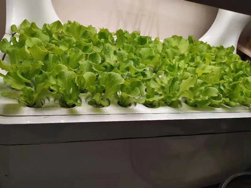 hydroponic plant system