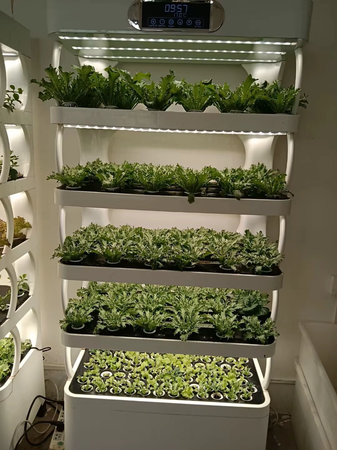 hydroponic plant system
