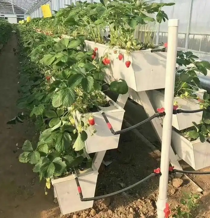 Strawberry gutter hydroponic farming system for greenhouse and indoor cultivation of strawberries with nutrient circulation and modular gutter design.