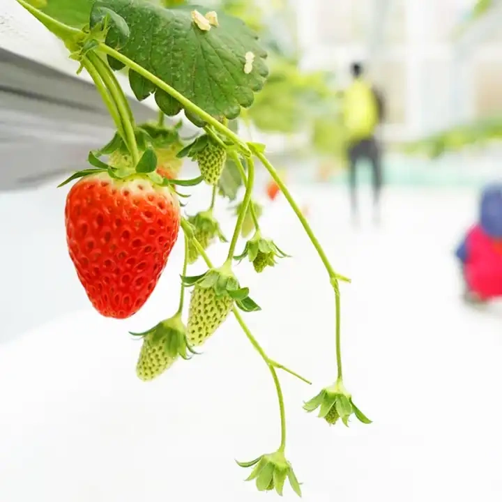Strawberry gutter hydroponic farming system for greenhouse and indoor cultivation of strawberries with nutrient circulation and modular gutter design.