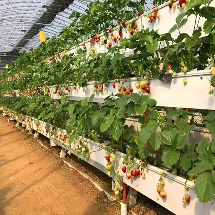 Strawberry gutter hydroponic farming system for greenhouse and indoor cultivation of strawberries with nutrient circulation and modular gutter design.