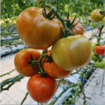 Substrate Gutter Hydroponic System for Strawberry, Pepper, Cucumber, Melon