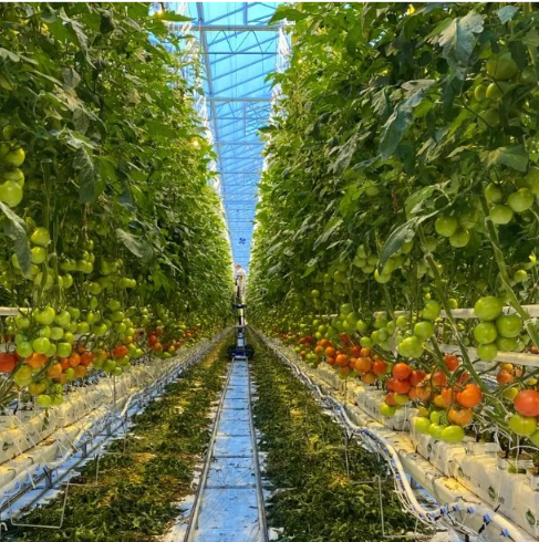 Substrate Gutter Hydroponic System for Strawberry, Pepper, Cucumber, Melon