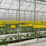 Agriculture Hydroponic PP Growing Gutter